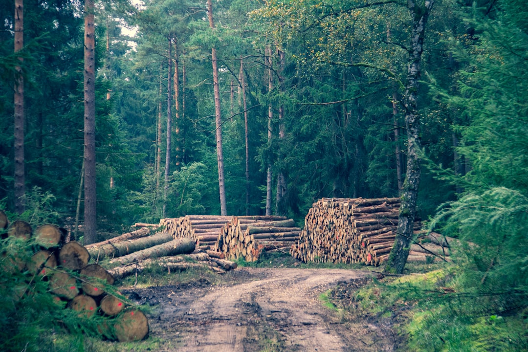 Checkmk Raw, how to use Checkmk Raw, Checkmk Raw snapshot and restore workflow