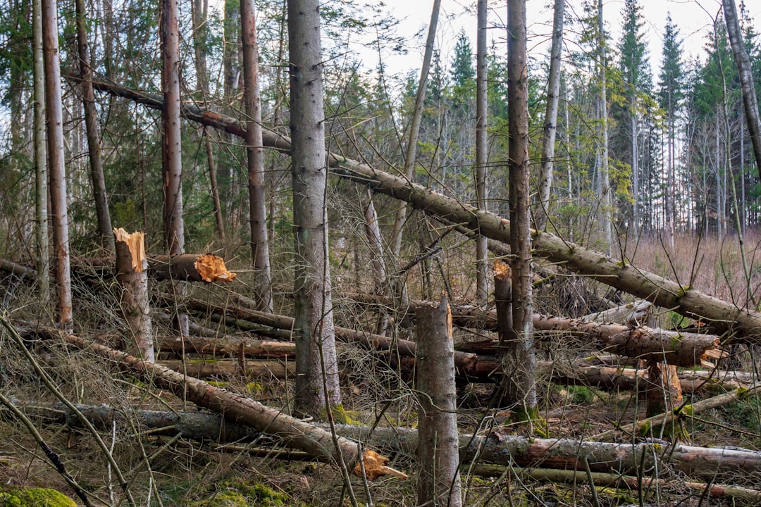 SigNoz, how to use SigNoz, SigNoz snapshot and restore workflow