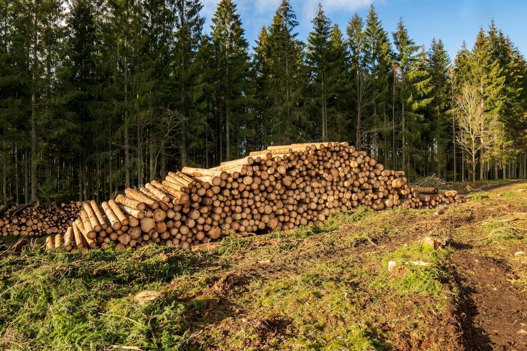 SigNoz, how to use SigNoz, SigNoz snapshot and restore workflow