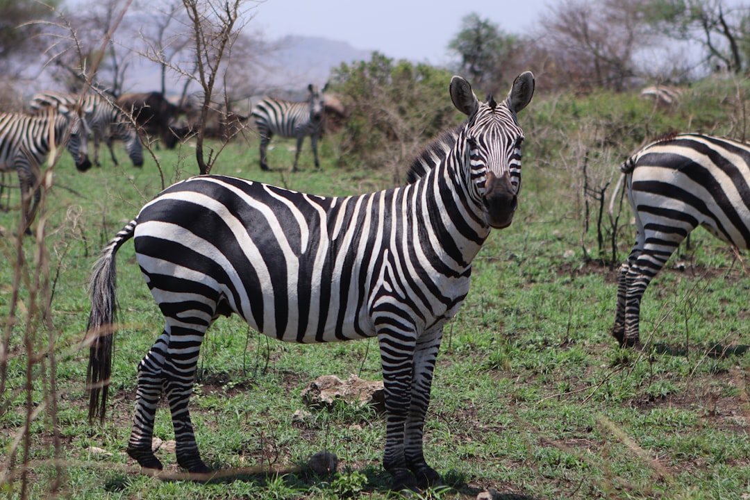 Zimbra OSE, how to use Zimbra OSE, Zimbra OSE snapshot and restore workflow