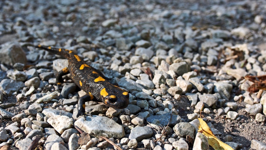 Altap Salamander, how to use Altap Salamander, Altap Salamander snapshot and restore workflow